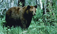 biodiversity-bear.gif