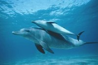ИАОС ще проведе информационна среща по дейност 6 -  теренни наблюдения на китоподобните
