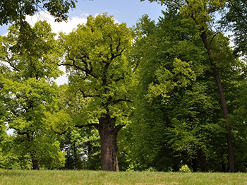 Дъбът Йозеф е Европейското дърво на годината за 2017 г.