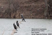 Приключи 45-тото среднозимно преброяване на зимуващите водолюбиви птици в България