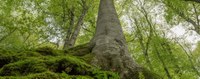 Старите гори на България спечелиха вота на европейските граждани в наградите на Европейската комисия "Натура 2000"