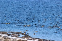 Започва 41-ото преброяване на зимуващите водолюбиви птици в страната